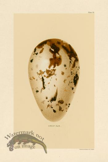 Seebohm Egg 10